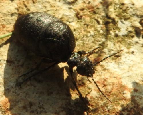 Meloe rugosus
